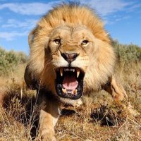 SicSemperTyrannis (@sempertyrannis) 's Twitter Profile Photo SicSemperTyrannis (@sempertyrannis) 's Twitter Profile Photo