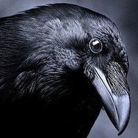 Sparrow Zeppelin (@ravenvlszd0128) 's Twitter Profile