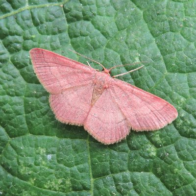 Mainly Lepidoptera, but enjoy all invertebrates. Love finding & watching all wildlife. Happiest outdoors - rain or shine!