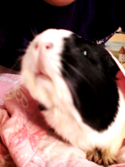 I'm Trixie, a sXe veggie lovin' guinea pig! I like to eat and sleep. I chew on EVERYTHING!