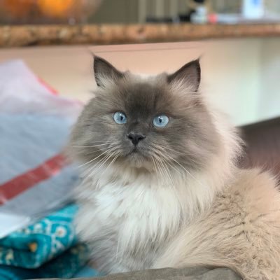 Youssef54321LDT's profile picture. 