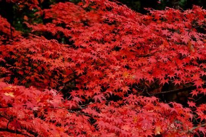 広島の弓引きです
数少ない斜面の生き残りです
楠見の竹弓17k位/千山/
ツイッター始めたてなので使い方わかってないです