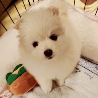 我が家に新しい家族がやってきました🐶ポメペキのミルクちゃん♀ 日々の成長記録🌸只今6.3㎏ダイエットに成功しました
お誕生日🎂2020/10/16 🏘️2020/12/15