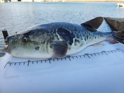 MarushigeSuisan's profile picture. 養殖業(トラフグ:シマアジ:マサバ:マアジ:カワハギ:クエ)