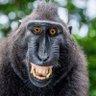 freakfunkmonk's profile picture. Swinging from tree to pee! I digitize bananas on the blockchain using AI and make them consumable in outer space via 3D print.  Always funky🕺