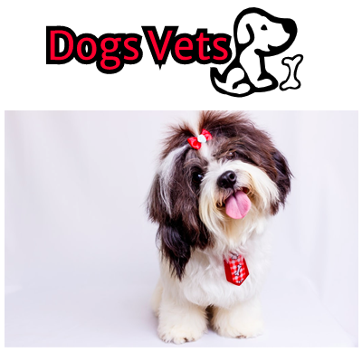 Dogsvets1 Profile Picture