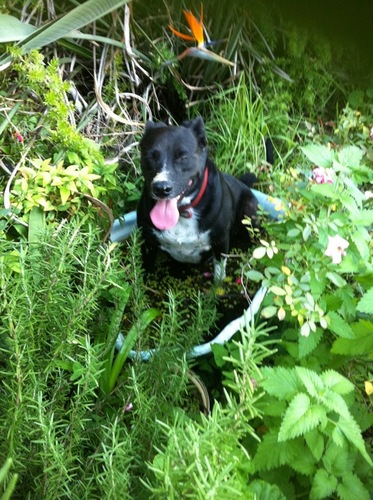 bethesda_nieu's profile picture. food, art, gardens, the sea, all good