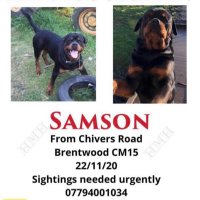 HELP FIND SAMSON (@helpfindsamson) 's Twitter Profile