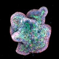Kotlarz Lab (@kotlarz_lab) 's Twitter Profile