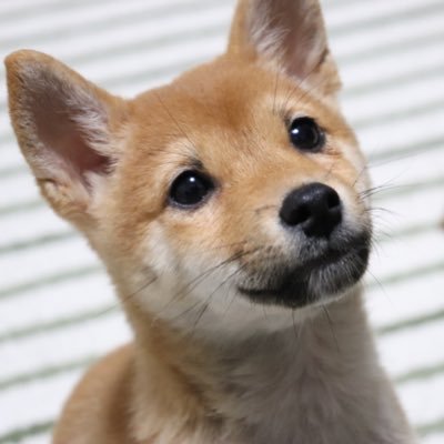 豆柴豆太さんのプロフィール画像