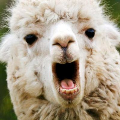 The Magical Llamaさんのプロフィール画像