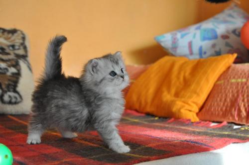 PetulkaAplik's profile picture. 