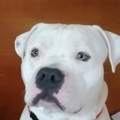 bobbypais45's profile picture. 