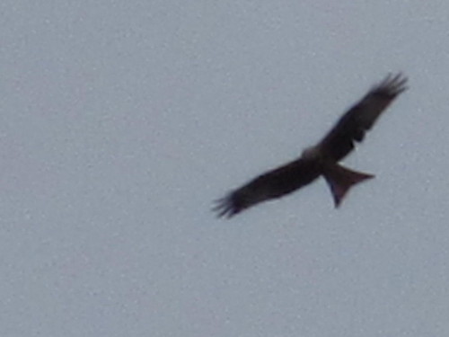 LeanneCleaver's profile picture. STP Trainee Clinical Scientist. Love science. Love horses. Love Films and TV Series.