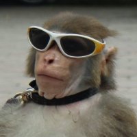 baboon10(@realRollingPin) 's Twitter Profileg