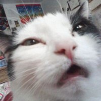 Curious Cat (@incognitoville) 's Twitter Profile