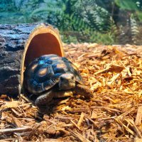 Sunny ☀️🐢 (@sunnygtortoise) Twitter profile photo