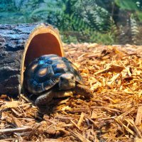 Sunny ☀️🐢(@SunnyGTortoise) 's Twitter Profile Photo