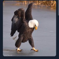 Eagle Spirit(@whitewindbear) 's Twitter Profileg