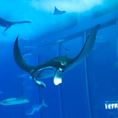 Twoucan ナンヨウマンタ 人生という冒険は続く Manta Black
