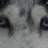 LordBByron's profile image