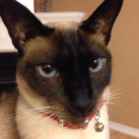 Salvatore (@ssal1948) 's Twitter Profile