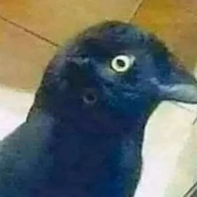 galusoTV's profile picture. 