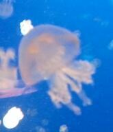 nicagb's profile picture. 