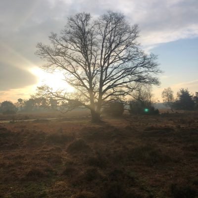 Arnetbeek's profile picture. Fiscalist | Docent