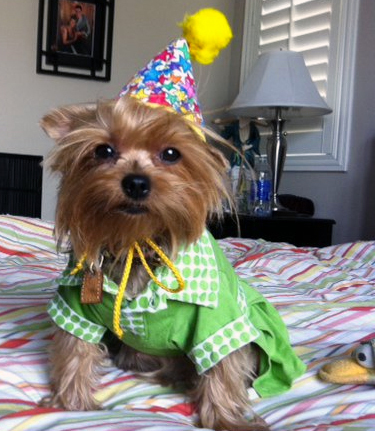 YorkieBreeds's profile picture. Miniature Yorkshire & Biewer Terriers since 2001. Award Winning Quality AKC Dog Breeds. Registered by CKC and/or AKC. Email us @ info@yorkiebreeds.com