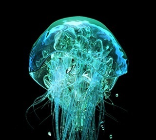 MegablueZ's profile picture. 