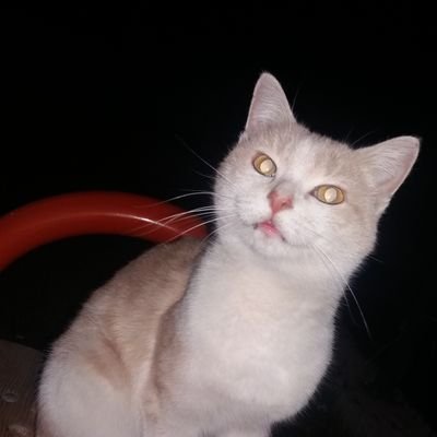 zynp_ckrrr's profile picture. anestezi💉