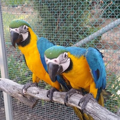 parrot12344's profile picture. funny