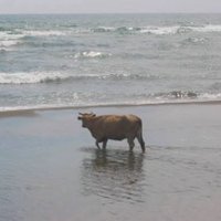 Dinginlik (@dinginlikgerek) 's Twitter Profile Photo