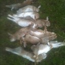 Jonathan Cook - @jonthepoacher - Twitter