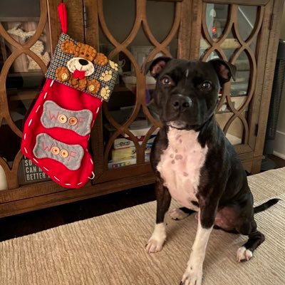 I'm an English Staffy (no accent), my human made me create an account so I have somethin to do while he's at work. #staffy #staffordshireterrier #staffie