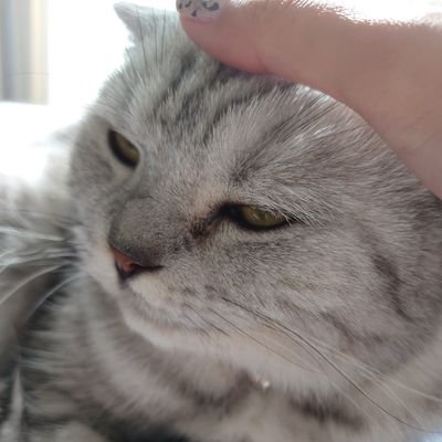 yoshirin1208's profile picture. 好きなもの🩷東方神起オルペン2013〜✨JYJ❤ネコ❤カフェ❤夜景