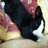 ねこウィという名の のらぬこのアイコン