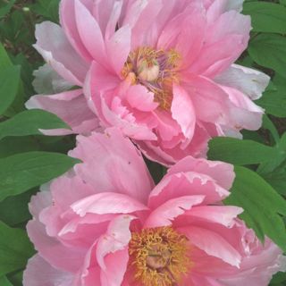 ocapi3's profile picture. TVXQ♥
B2ST♥