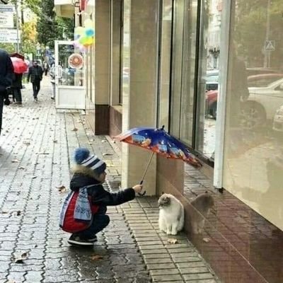 CuteAni95858685's profile picture. all the cute animals