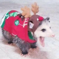Possum.ed:,) (@edpossum) 's Twitter Profile