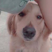 Storm 🐶 (@stormthedog_) 's Twitter Profile