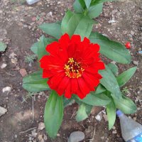 Satis (@satis9346) 's Twitter Profile
