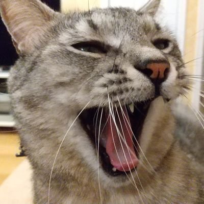 J05988826's profile picture. 洋楽HR/HM 80s, Thrash Metalが好物だけど幅広く聴く SEX MACHINEGUNS好き 猫5匹 たくさんの魚と暮らす ライブを求め西へ東へ奔走する中部在住メタラー(♀)