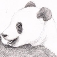 Bonjour Panda (@_bonjour_panda_) 's Twitter Profile