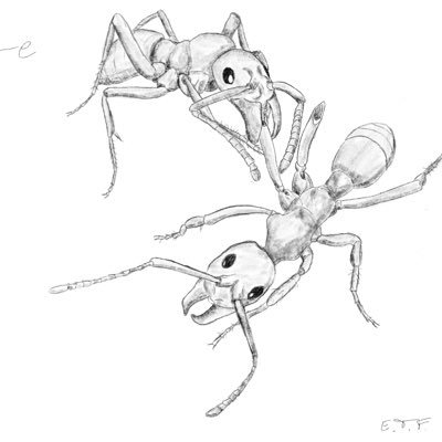 Emmy Noether Group Leader at @Uni_Wue 🇩🇪 studying the Evolution of Social Wound Care in Ants 🐜 🚑 Bluesky account: @etf1989.bsky.social