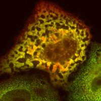Kudla lab (@kudlalab) 's Twitter Profile