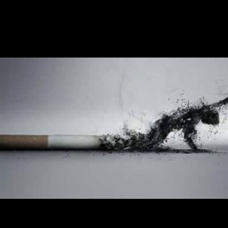 lafang_chow's profile picture. 