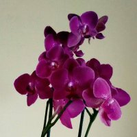 EAPS Asturias (@eaps_asturias) 's Twitter Profile Photo EAPS Asturias (@eaps_asturias) 's Twitter Profile Photo