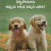 ankillapraveenkumar (@pandu143praveen) Twitter profile photo ankillapraveenkumar (@pandu143praveen) Twitter profile photo